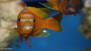 Metriaclima sp. 'zebra gold' Lionscove